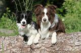 BORDER COLLIE 586